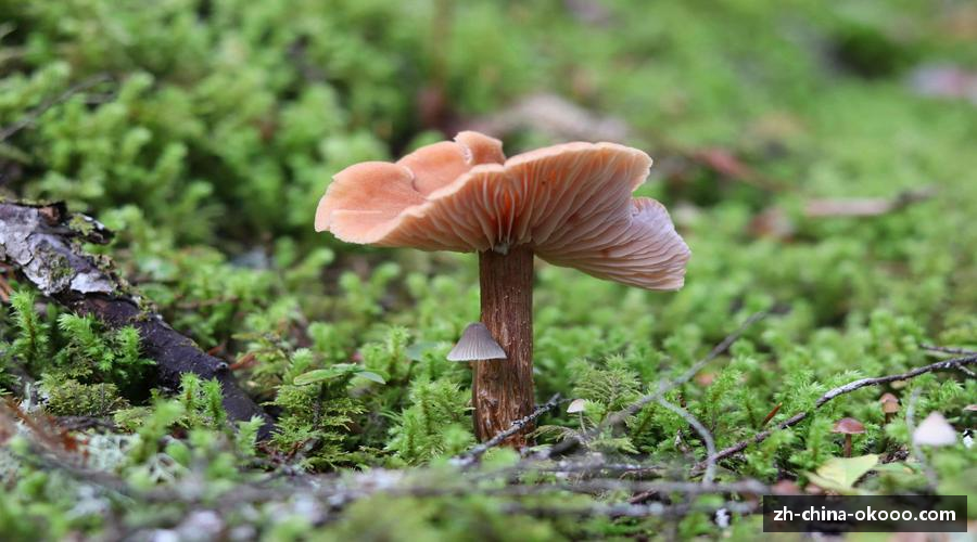 坚持就是胜利，拼搏是成就的钥匙。